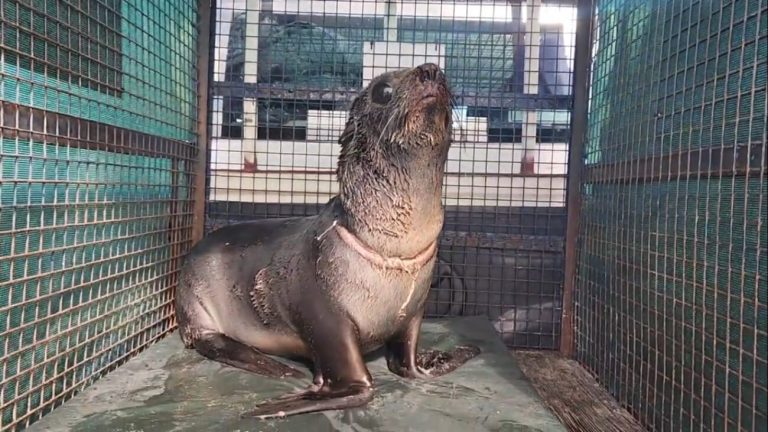 Rescataron a un lobo marino que estaba herido a causa de la basura en el mar