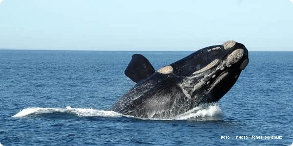 Tres ballenas sorprendieron a una pareja en Puerto Madryn