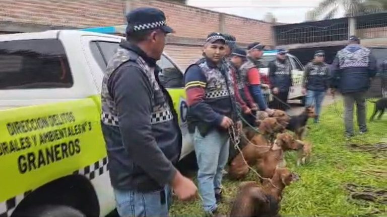 Rescatan a 13 perros que eran maltratados en Alberdi