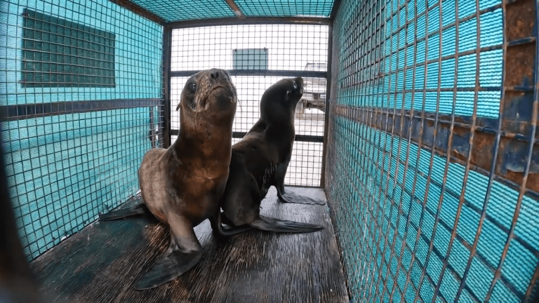 Regresaron al mar a dos lobos marinos y a un elefante marino tras su rehabilitación