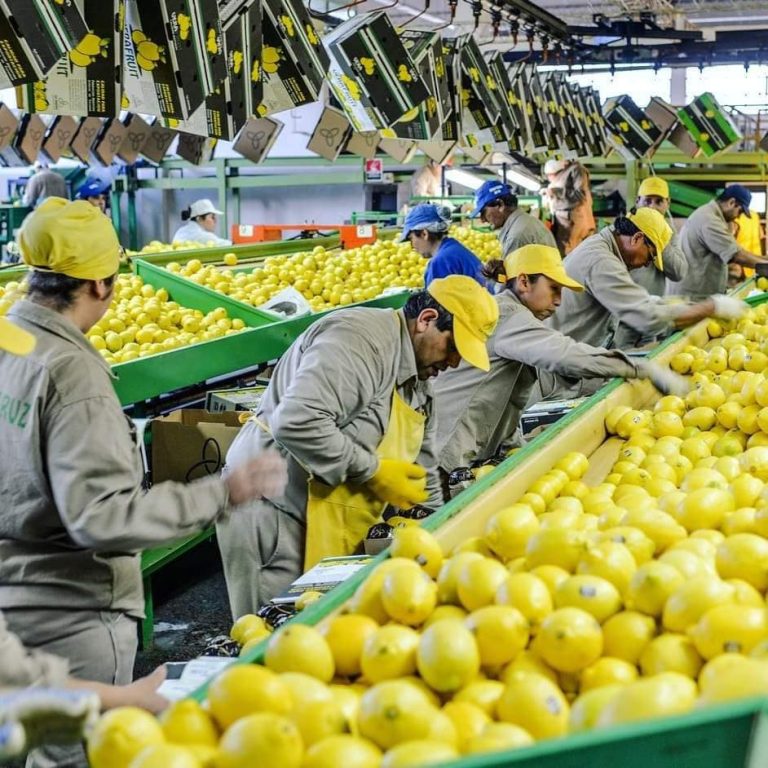 Cerca de 21 mil trabajadores del limón accederán a los Planes Intercosecha