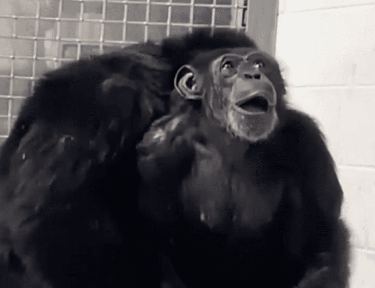 De la jaula al cielo: la chimpancé Vanilla reacciona ante la inmensidad