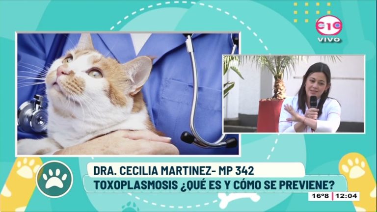 Toxoplasmosis: ¿qué es y cómo se previene?