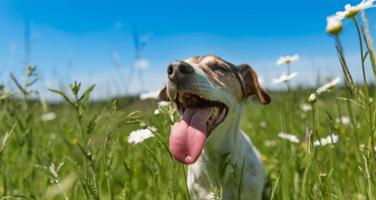 Mirá el pronóstico para la última semana de agosto