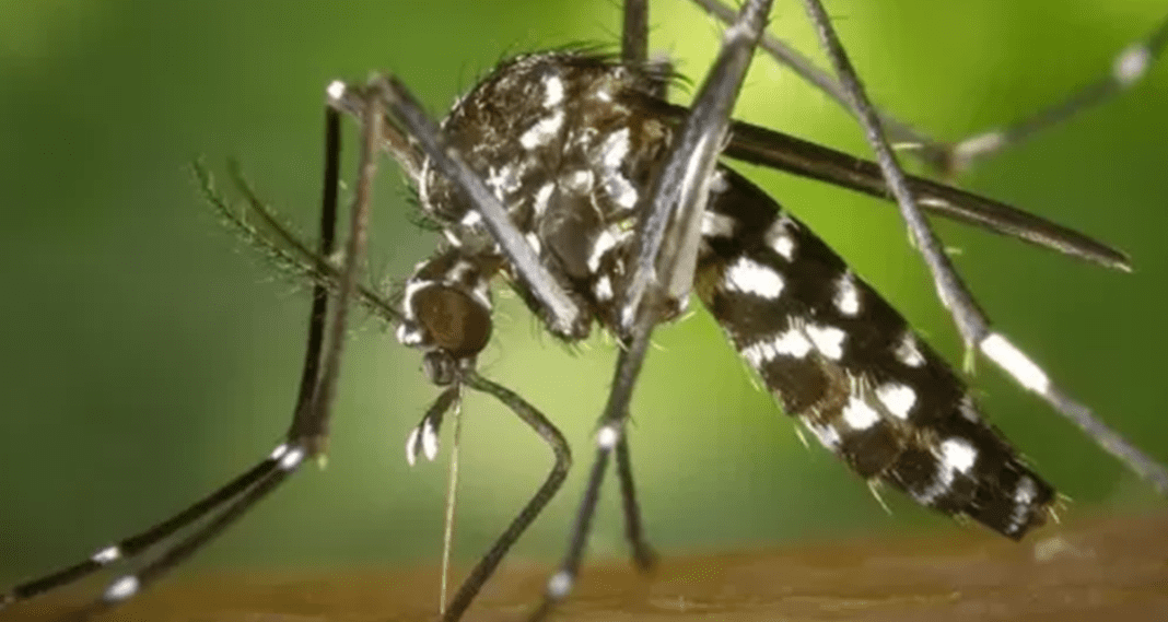 Contagio sin freno: Tucumán registró la segunda muerte por dengue