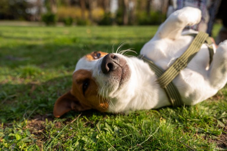 Esta semana la temperatura alcanzará los 35 grados