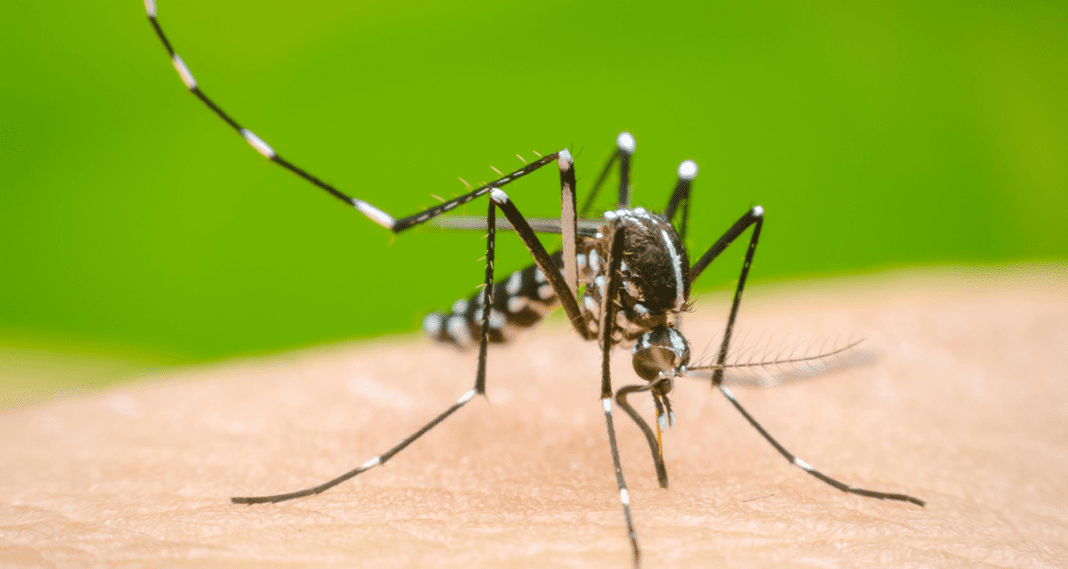La Provincia confirmó siete casos importados de dengue
