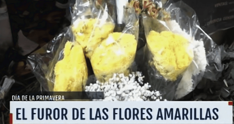 Furor por regalar flores amarillas este 21 de septiembre