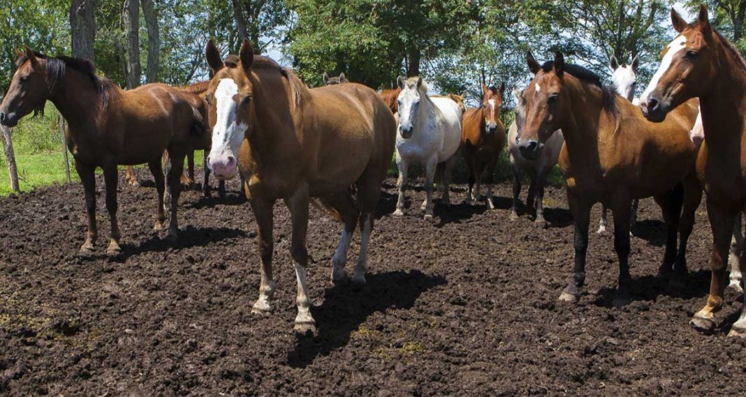 Se declaró la emergencia sanitaria por un virus que afecta a los caballos