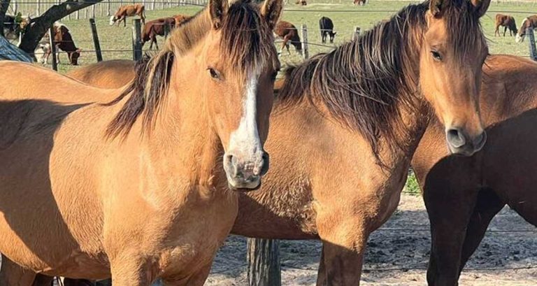 Emergencia sanitaria por la encefalomielitis equina 