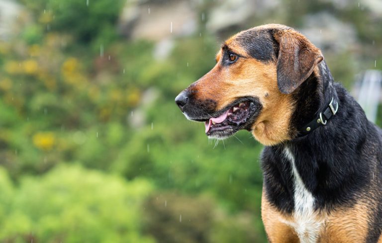 Revisá el pronóstico para este fin de semana