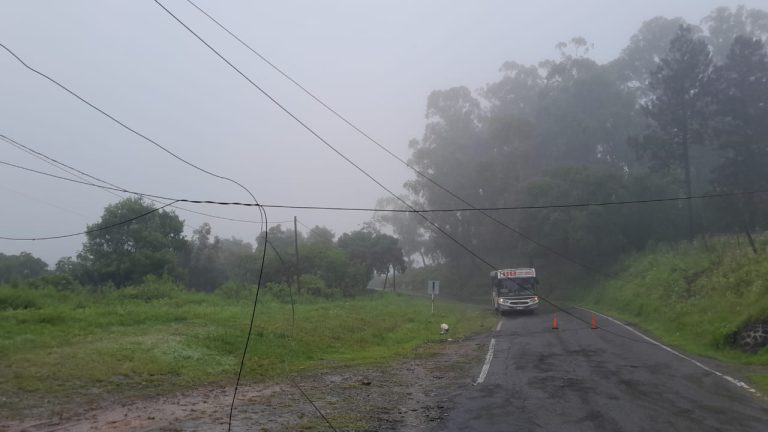 La caída de un árbol dejó a 500 usuarios sin electricidad en San Javier