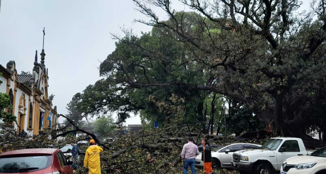 Se cayó una gran rama del histórico Gomero ubicado frente al cementerio Oeste