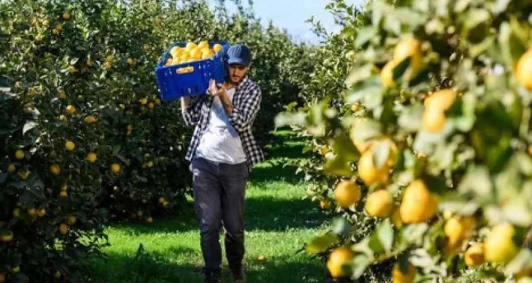 Preocupación de limoneros por la imposición del 15 % de retenciones