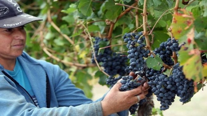 Hoy se celebra el Día del Trabajador Vitivinícola