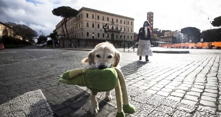 En Italia reducirán impuestos a quien adopte un perro