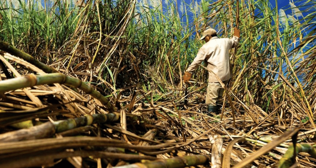 Cañeros advierten que peligra la principal actividad productiva tucumana