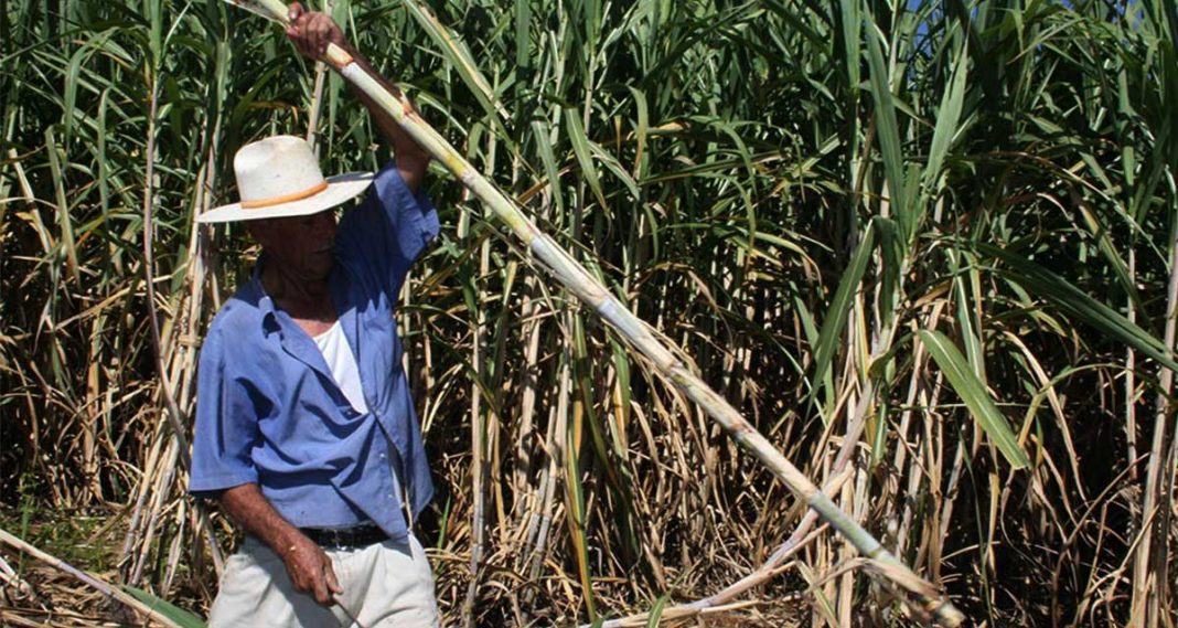 El Estado va a asistir a los trabajadores interzafra