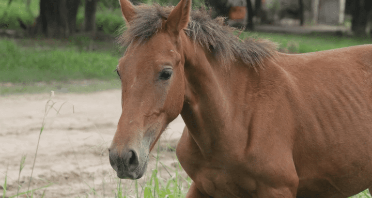 En Córdoba se registró la primera muerte por encefalitis equina