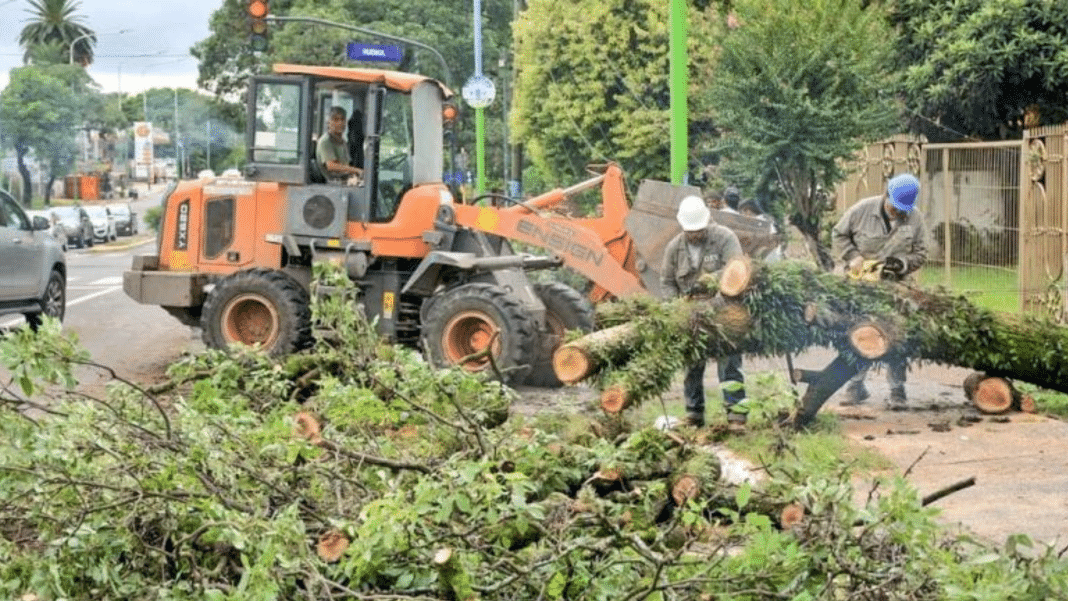 100 arboles caídos