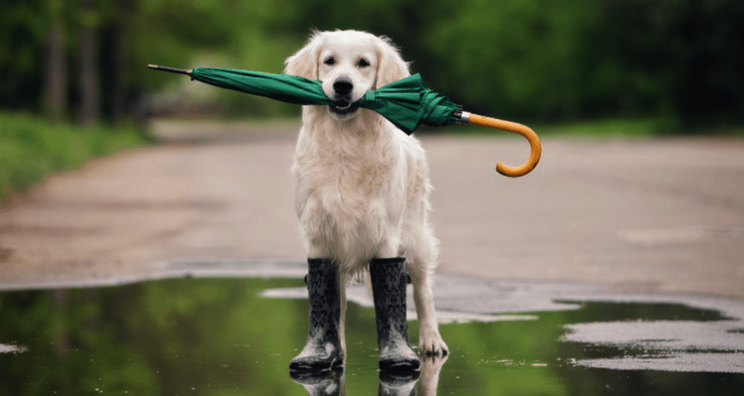 Según el Servicio Meteorológico Nacional la lluvia nos acompañará toda la semana