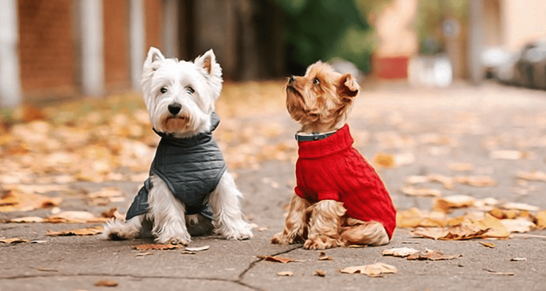 Cómo estará el tiempo esta semana: ¿un abrigo liviano o de invierno?