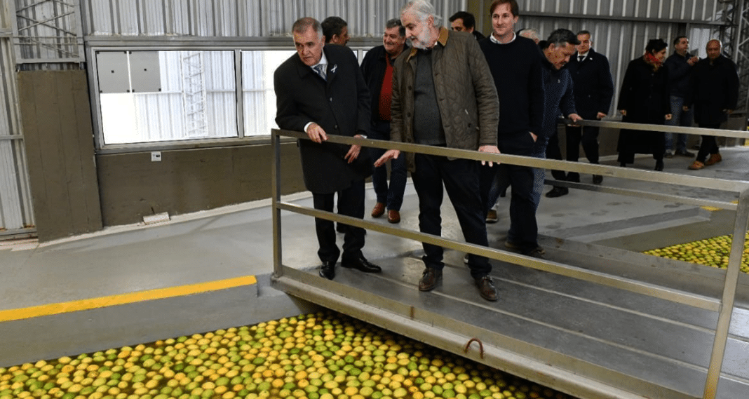 Arrancó la zafra en la Cooperativa de Productores Citrícolas de Tafí Viejo