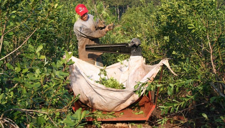 Yerbateros en crisis por la desregulación del mercado