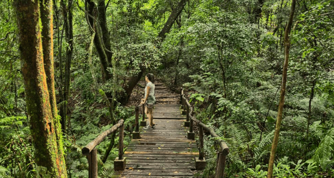 Tucumán impulsa a las Yungas como patrimonio natural de la UNESCO