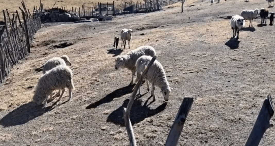 Continúa la asistencia a la población afectada por los incendios