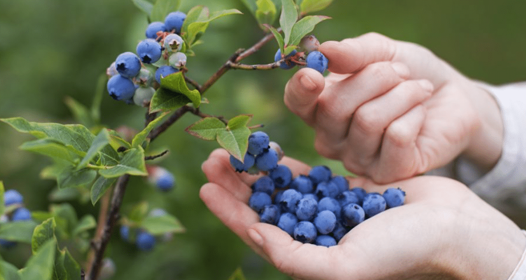 Logro  tucumano: la producción de arándanos ya no está en la lista de trabajo forzoso